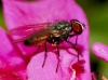 Fannia canicularis (Linnaeus, 1761)