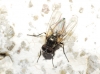 Fannia cf. canicularis (Linnaeus, 1761)