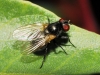 Fannia sp. Robineau-Desvoidy, 1830