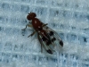 Geomyza sp.