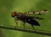 Geomyza tripunctata Fallén, 1823