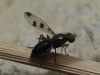 Geomyza tripunctata Fallén, 1823