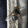 Gonia sp.