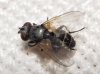 Graphogaster vestita Rondani, 1868