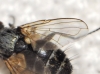 Graphogaster vestita Rondani, 1868