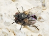 Graphogaster vestita Rondani, 1868