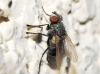 Graphogaster vestita Rondani, 1868