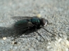 Gymnocheta viridis (Falln, 1810)