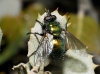 Gymnocheta viridis (Falln, 1810)