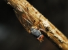 Gymnomus caesius (Meigen, 1830)