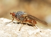Gymnomus caesius (Meigen, 1830)