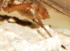 Gymnomus caesius (Meigen, 1830)