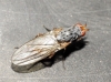 Gymnomus sp. 1d2