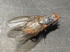 Gymnomus sp. 2d2