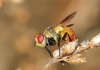 Gymnosoma sp. Gymnosoma sp.