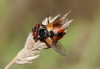 Gymnosoma sp. Gymnosoma sp.