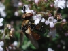 Gymnosoma sp. Gymnosoma sp.