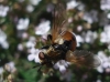 Gymnosoma sp. Gymnosoma sp.