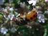 Gymnosoma sp. Gymnosoma sp.