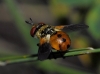 Gymnosoma sp. Gymnosoma sp.