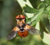 Gymnosoma sp. Meigen, 1803 Gymnosoma sp. Meigen, 1803