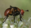 Gymnosoma sp. Meigen, 1803 Gymnosoma sp. Meigen, 1803