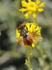 Gymnosoma sp. Meigen, 1803 Gymnosoma sp. Meigen, 1803