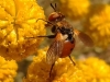 Gymnosoma sp. Meigen, 1803 Gymnosoma sp. Meigen, 1803