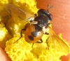 Gymnosoma sp. Meigen, 1803 Gymnosoma sp. Meigen, 1803