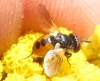 Gymnosoma sp. Meigen, 1803 Gymnosoma sp. Meigen, 1803