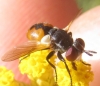 Gymnosoma sp. Meigen, 1803 Gymnosoma sp. Meigen, 1803