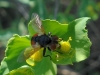 Gymnosoma sp. Meigen, 1803