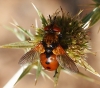 Gymnosoma sp. Meigen, 1803 Gymnosoma sp. Meigen, 1803