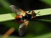 Gymnosoma sp. Meigen, 1803 Gymnosoma sp. Meigen, 1803