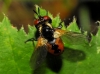 Gymnosoma sp. Meigen, 1803 Gymnosoma sp. Meigen, 1803