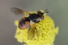 Gymnosoma sp. Meigen, 1803 Gymnosoma sp. Meigen, 1803