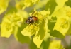 Gymnosoma sp. Meigen, 1803 Gymnosoma sp. Meigen, 1803