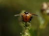 Gymnosoma sp. Meigen, 1803 Gymnosoma sp. Meigen, 1803