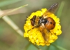 Gymnosoma sp. Meigen, 1803 Gymnosoma sp. Meigen, 1803