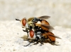 Gymnosoma sp. Meigen, 1803 Gymnosoma sp. Meigen, 1803