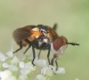 Gymnosoma sp. Meigen, 1803 Gymnosoma sp. Meigen, 1803