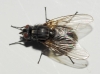 Haematobosca stimulans (Meigen, 1824)