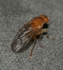 Heleomyzidae Heleomyzidae