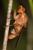 Heleomyzidae Heleomyzidae