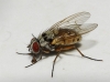 Helina clara (Meigen, 1826)