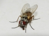 Helina clara (Meigen, 1826)