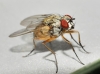 Helina clara (Meigen, 1826)