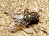 Helina evecta (Harris, 1780)