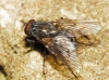 Helina evecta (Harris, 1780)
