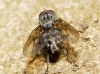 Helina evecta (Harris, 1780)